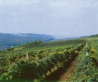 Endless vineyards - birth place of famous Moldavian vine